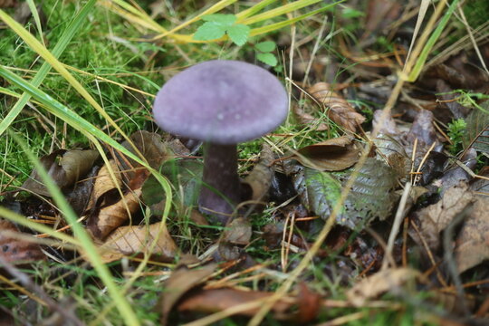 grzyb zasłonak fioletowy Cortinarius violaceus Cortinariaceae