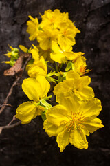 Obraz premium Oriental garden lizard resting on a branch of blooming yellow apricot flowers.