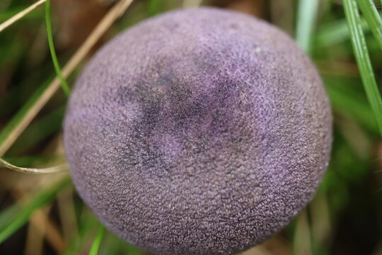grzyb zasłonak fioletowy Cortinarius violaceus Cortinariaceae