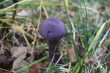 grzyb zasłonak fioletowy Cortinarius violaceus Cortinariaceae © Perovskia