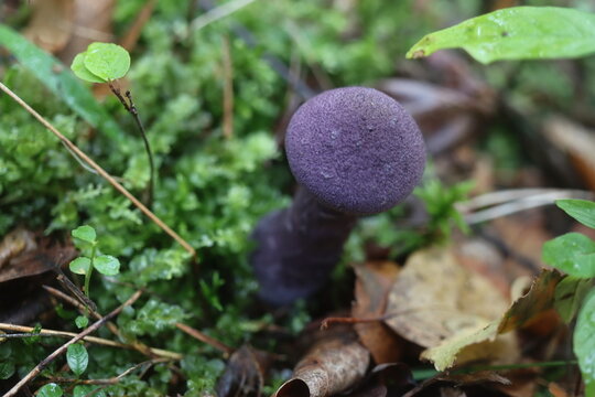grzyb zasłonak fioletowy Cortinarius violaceus Cortinariaceae