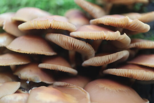 grzyb jadalny łuskwiak zmienny Kuehneromyces mutabilis