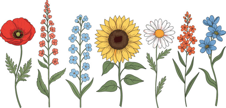 Wildflower botanical vector illustration set with hand drawn garden flowers sunflower poppy daisy meadow plants for spring summer nature design