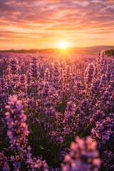 Fototapeta premium Vibrant purple lavender field at golden sunrise with glowing sunlight and misty horizon in summer nature landscape