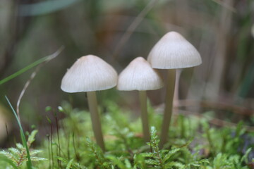 Fototapeta premium grzybówka Mycena Mycenaceae