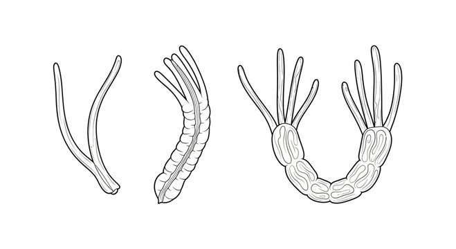 Illustration of Hydroid Stages: Polyp, Budding, and Colony Formation