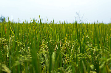 Fototapeta premium Side view of yellow rice stalks in the field with bokeh background.