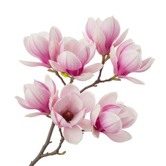 Obraz premium A close-up view of beautiful pink and white magnolia blossoms on a tree branch