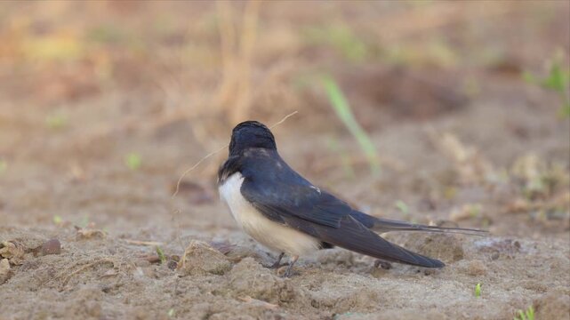 slow motion video of an born swallow perches in muddy field. Soft focus emphasizes natural, quiet moment. Bird's blue-gray back contrasts with orange breast. Faint green shoots dot the brown earth
