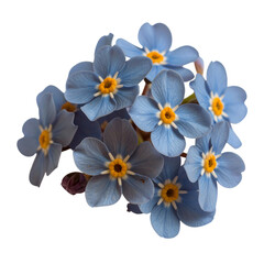 Bunch of blue flowers sitting on top of each other flowers on.