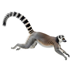 Fototapeta premium Agile Ring-tailed Lemur Leaping with Striped Tail Isolated , Isolated on Transparent Background 