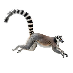 Fototapeta premium Ring-tailed Lemur Jumping in Mid-Air Isolated on White Background , Isolated on Transparent Background 