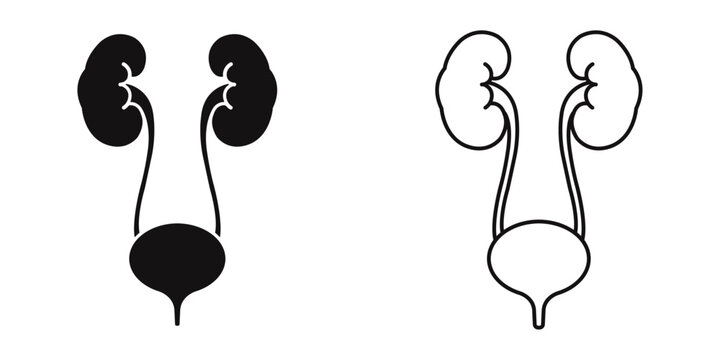Human Urinary System Silhouette Kidneys Bladder Medical Anatomy Illustration