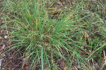 kępa trawy śmiałek darniowy Deschampsia cespitosa © Perovskia