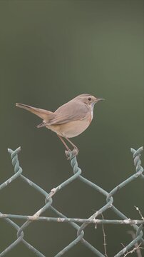 video of Bluethroat bird bird is perched on a wire fence. The bird is looking up at something in the distance and singing.