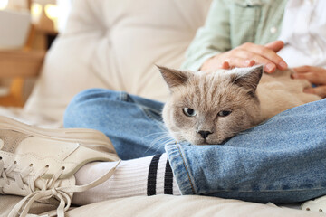 Young woman with cute British Shorthair cat sitting on sofa at home, closeup © Pixel-Shot