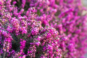 Obraz premium Spring flowerbed with pink blossoms natural background