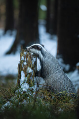 The European badger (Meles meles) in a snowy winter forest. Portrait of a badger in the nature habitat. Wildlife scene spruce forest. © Rudolf