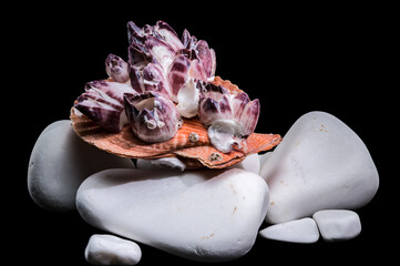 Orange Scallop Shell with Purple Barnacles on White Zen Stones © multipedia