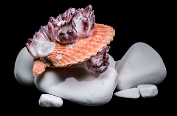 Orange Scallop Shell with Purple Barnacles on White Zen Stones © multipedia