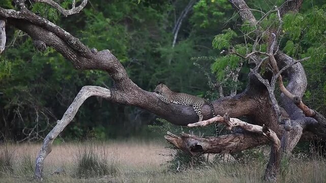 Majestic Sri Lankan Leopard (Panthera pardus kotiya) resting on a large tree branch in the wild, high-quality wildlife footage. - Wilpattu National Park, Sri Lanka