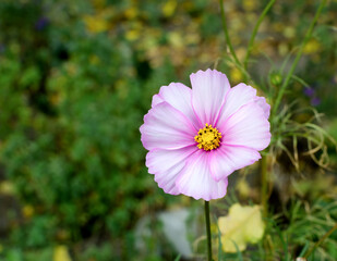 Pink Cosmos Flower Close-Up In Garden With Yellow Center Against Soft Green Background