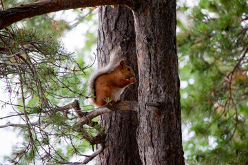 Obraz premium Small red squirrel sitting on a pine tree branch and eating a nut. Wild animal in its natural forest habitat.