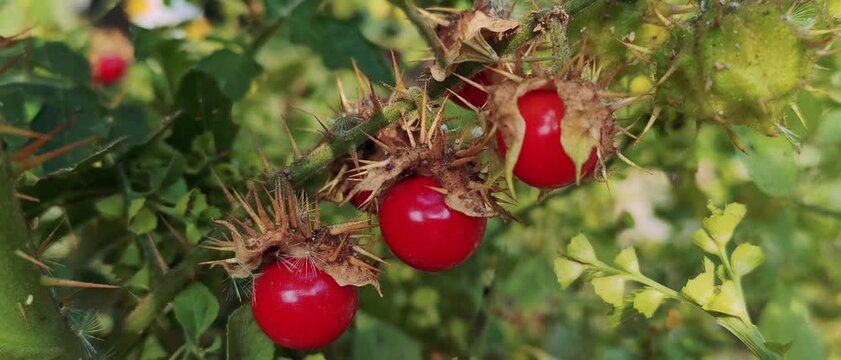 Red Rosehip Fruit (Rosa canina) on Thorny Branch