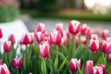 Fototapeta premium Colorful pink tulip flowers in blooming with green leaf, close-up at the flower's lobe. Nature background scene.