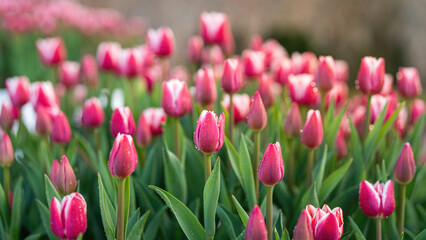 Fototapeta premium Colorful pink tulip flowers in blooming with green leaf, close-up at the flower's lobe. Nature background scene.