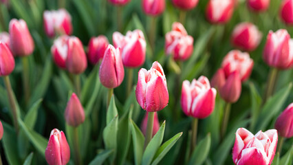 Obraz premium Colorful pink tulip flowers in blooming with green leaf, close-up at the flower's lobe. Nature background scene.