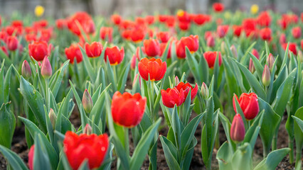Obraz premium Red tulip flowers in blooming with green leaf, close-up at the flower's lobe. Nature background scene.