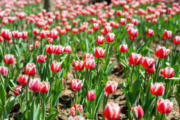 Obraz premium Colorful pink tulip flowers in blooming with green leaf, close-up at the flower's lobe. Nature background scene.
