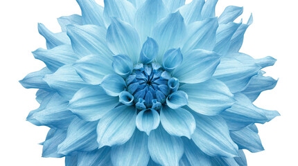 Fototapeta premium A large blooming flower with numerous light blue petals arranged in a circular pattern at the center on white and transparent