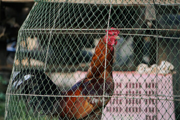 Side view portrait of a vibrant rooster inside a traditional wire cage, showing livestock farming and rustic rural culture. © นิรมล บุญเทพ