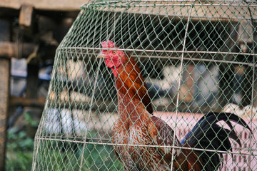 vibrant rooster stands inside a classic wire mesh coop, capturing authentic rural life and traditional farming culture. © นิรมล บุญเทพ