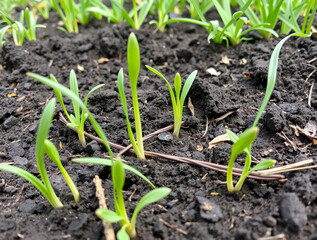 green onion in the garden
