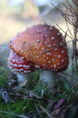 niebezpieczny grzyb muchomor czerwony Amanita muscaria © Perovskia