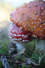 niebezpieczny grzyb muchomor czerwony Amanita muscaria © Perovskia