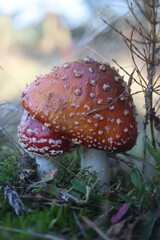 niebezpieczny grzyb muchomor czerwony Amanita muscaria © Perovskia