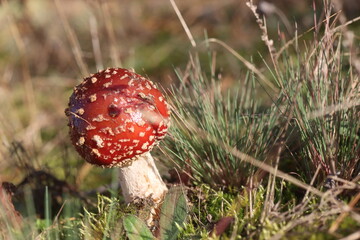 niebezpieczny grzyb muchomor czerwony Amanita muscaria © Perovskia