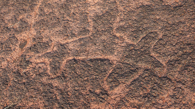 Prehistoric elephant petroglyph carved on laterite rock plateau at Ukshi, Ratnagiri district, Maharashtra, India.