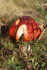 niebezpieczny grzyb muchomor czerwony Amanita muscaria © Perovskia