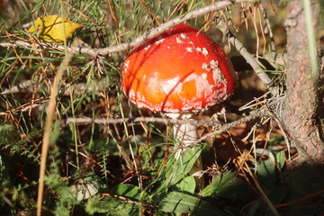 niebezpieczny grzyb muchomor czerwony Amanita muscaria © Perovskia