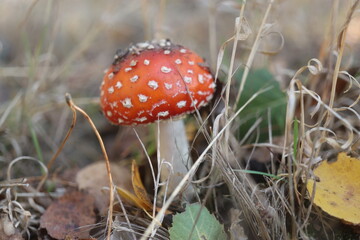 niebezpieczny grzyb muchomor czerwony Amanita muscaria © Perovskia