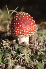 niebezpieczny grzyb muchomor czerwony Amanita muscaria © Perovskia