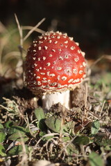 niebezpieczny grzyb muchomor czerwony Amanita muscaria © Perovskia