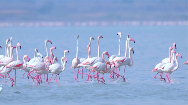 Slow motion video of Flamingoes flock performing the courtship display or mating dance in water. All the brids are facing the same direction. The scene is peaceful and serene.
