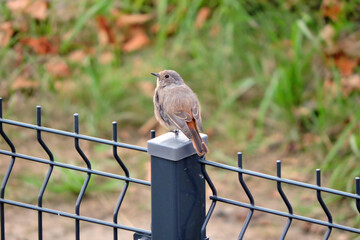 A portrait of a juvenile female common redstart sitting on a metal pole, blurred background