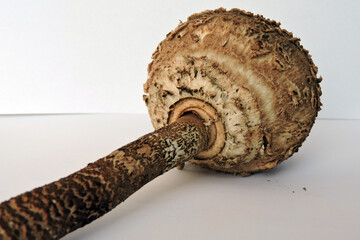 Young unexpanded parasol mushroom cap and stem on white background